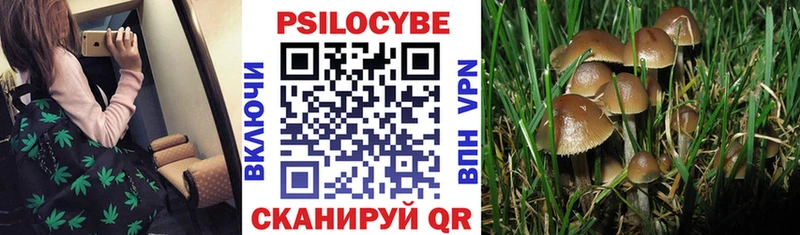 Купить где Россошь Псилоцибиновые грибы Psilocybine cubensis